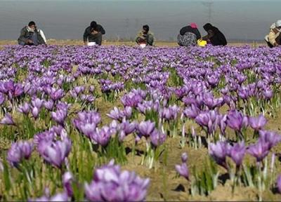 برگزاری هفته زعفران ایران در تربت حیدریه